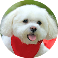 犬糧